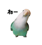 てちてちコザクラインコ（個別スタンプ：3）