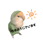 てちてちコザクラインコ（個別スタンプ：5）