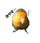 てちてちコザクラインコ（個別スタンプ：6）