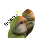 てちてちコザクラインコ（個別スタンプ：8）