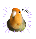 てちてちコザクラインコ（個別スタンプ：9）