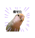 てちてちコザクラインコ（個別スタンプ：10）