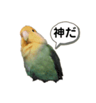 てちてちコザクラインコ（個別スタンプ：11）