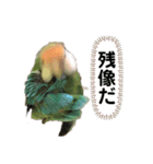 てちてちコザクラインコ（個別スタンプ：12）