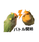 てちてちコザクラインコ（個別スタンプ：13）