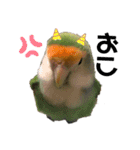 てちてちコザクラインコ（個別スタンプ：14）