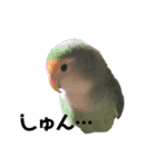 てちてちコザクラインコ（個別スタンプ：17）