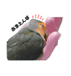 てちてちコザクラインコ（個別スタンプ：18）