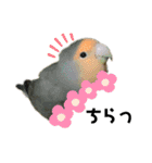 てちてちコザクラインコ（個別スタンプ：19）