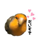 てちてちコザクラインコ（個別スタンプ：20）