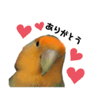 てちてちコザクラインコ（個別スタンプ：21）