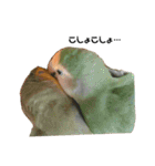 てちてちコザクラインコ（個別スタンプ：22）