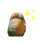 てちてちコザクラインコ（個別スタンプ：23）