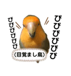 てちてちコザクラインコ（個別スタンプ：24）