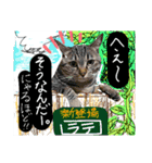 【ちくわ】と【ラテ】（個別スタンプ：4）