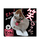 【ちくわ】と【ラテ】（個別スタンプ：6）