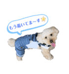 ムギのスケジュール（個別スタンプ：19）