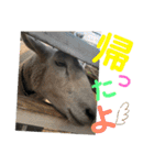 〜愛たっぷりの日常会話〜どうぶつ編③〜（個別スタンプ：2）