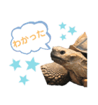 〜愛たっぷりの日常会話〜どうぶつ編③〜（個別スタンプ：4）