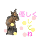〜愛たっぷりの日常会話〜どうぶつ編③〜（個別スタンプ：10）