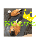 〜愛たっぷりの日常会話〜どうぶつ編③〜（個別スタンプ：12）