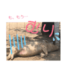 〜愛たっぷりの日常会話〜どうぶつ編③〜（個別スタンプ：20）