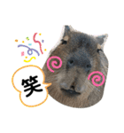 〜愛たっぷりの日常会話〜どうぶつ編③〜（個別スタンプ：21）