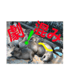 〜愛たっぷりの日常会話〜どうぶつ編③〜（個別スタンプ：24）