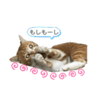 茶トラのやす（個別スタンプ：1）
