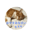 茶トラのやす（個別スタンプ：5）