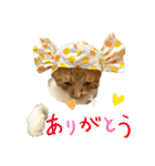 茶トラのやす（個別スタンプ：11）