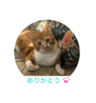 茶トラのやす（個別スタンプ：12）