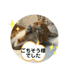 茶トラのやす（個別スタンプ：13）