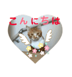 茶トラのやす（個別スタンプ：14）