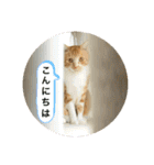 茶トラのやす（個別スタンプ：15）