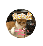 茶トラのやす（個別スタンプ：18）