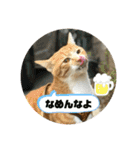 茶トラのやす（個別スタンプ：24）