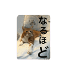 茶トラのやす（個別スタンプ：25）