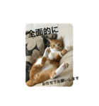 茶トラのやす（個別スタンプ：26）
