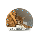 茶トラのやす（個別スタンプ：28）