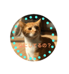 茶トラのやす（個別スタンプ：30）