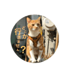 茶トラのやす（個別スタンプ：33）