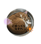 茶トラのやす（個別スタンプ：37）