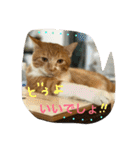 茶トラのやす（個別スタンプ：38）