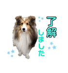 シェルティ クララの 丁寧語すたんぷ（個別スタンプ：3）