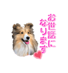 シェルティ クララの 丁寧語すたんぷ（個別スタンプ：5）
