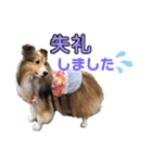 シェルティ クララの 丁寧語すたんぷ（個別スタンプ：6）