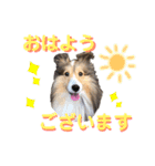 シェルティ クララの 丁寧語すたんぷ（個別スタンプ：8）