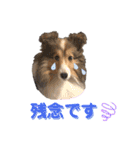 シェルティ クララの 丁寧語すたんぷ（個別スタンプ：9）