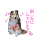 シェルティ クララの 丁寧語すたんぷ（個別スタンプ：10）